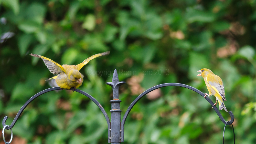 Greenfinches