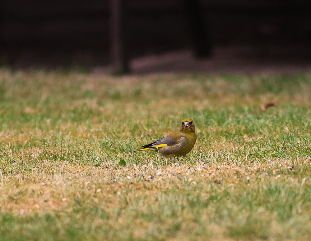 Greenfinch on our lawn