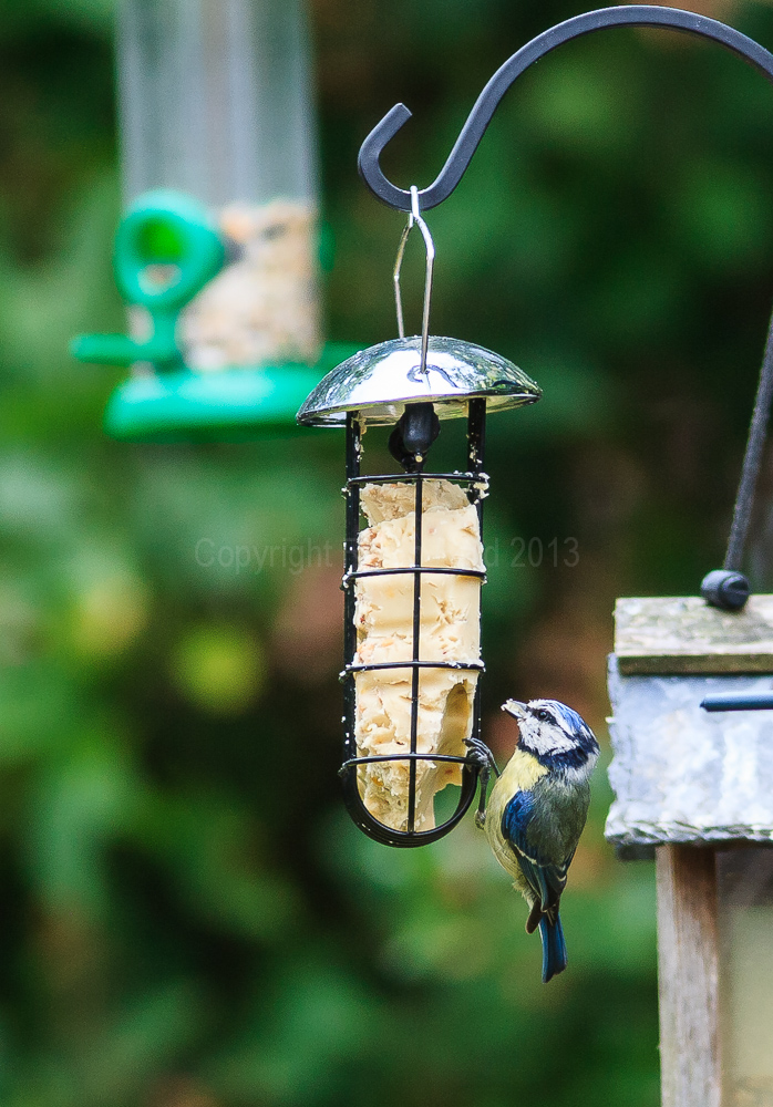 Blue Tit likes the fat block