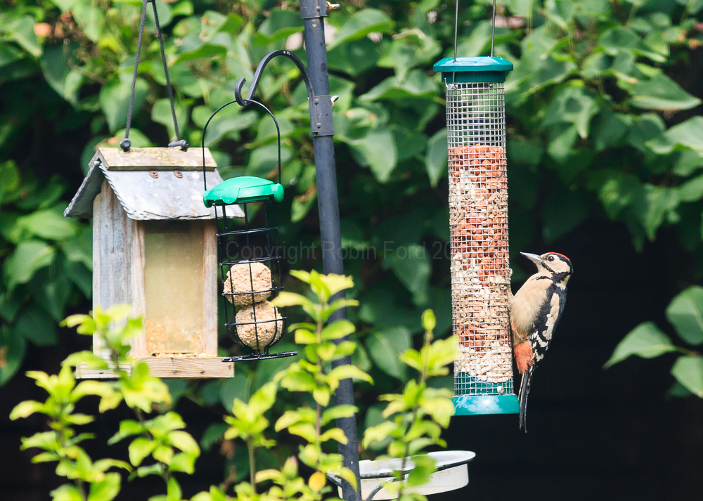 Woodpecker on a feeder