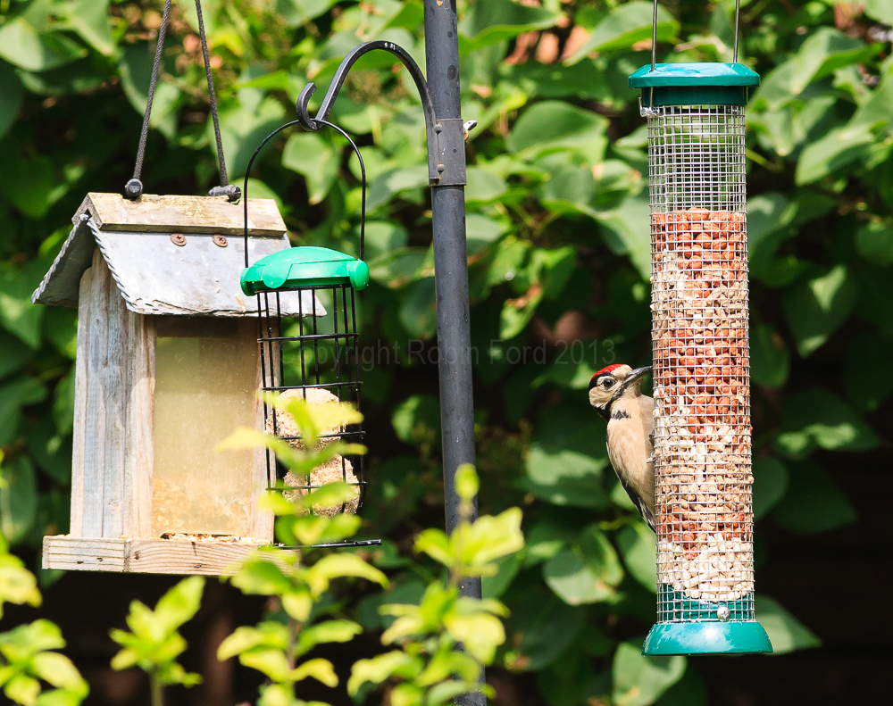 Woodpecker on a feeder