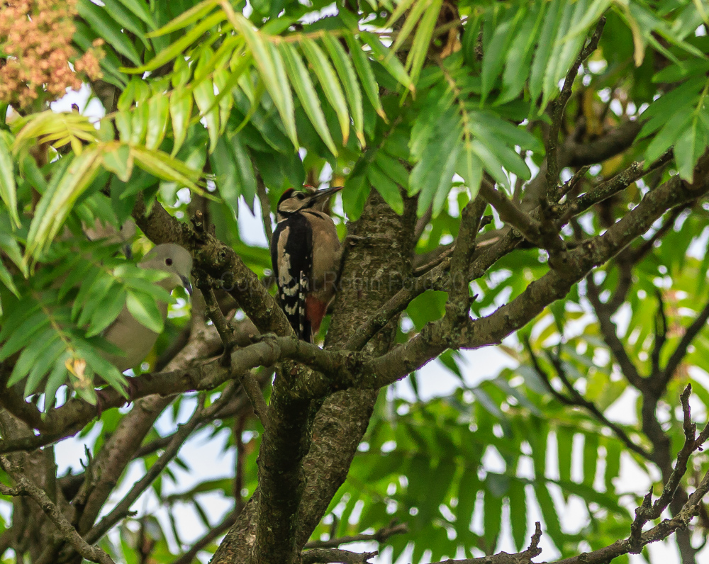 Woodpecker after its feed
