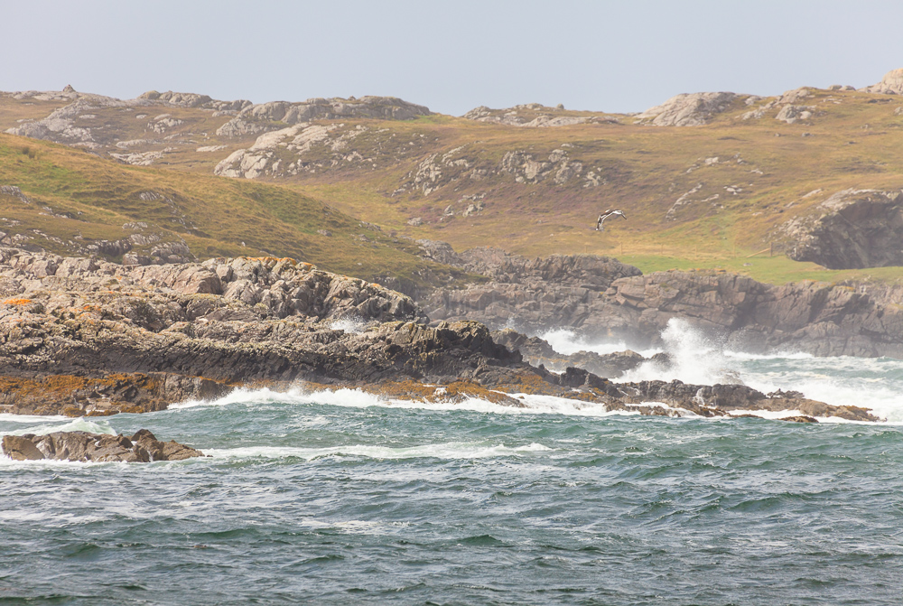 Scourie