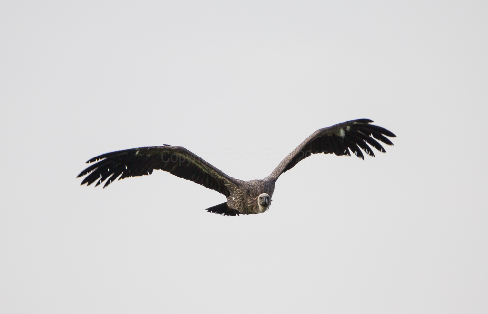 Griffon Vulture