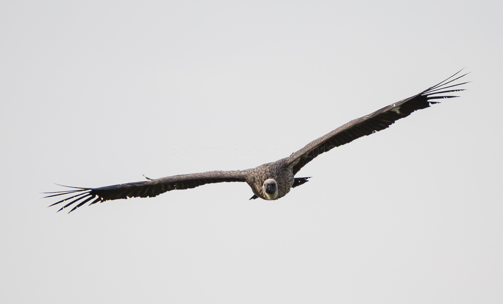 Griffon Vulture