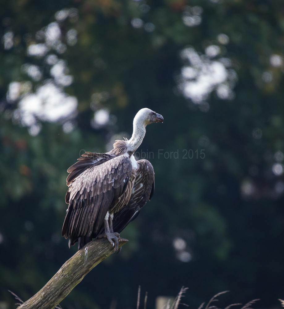 Griffon Vulture