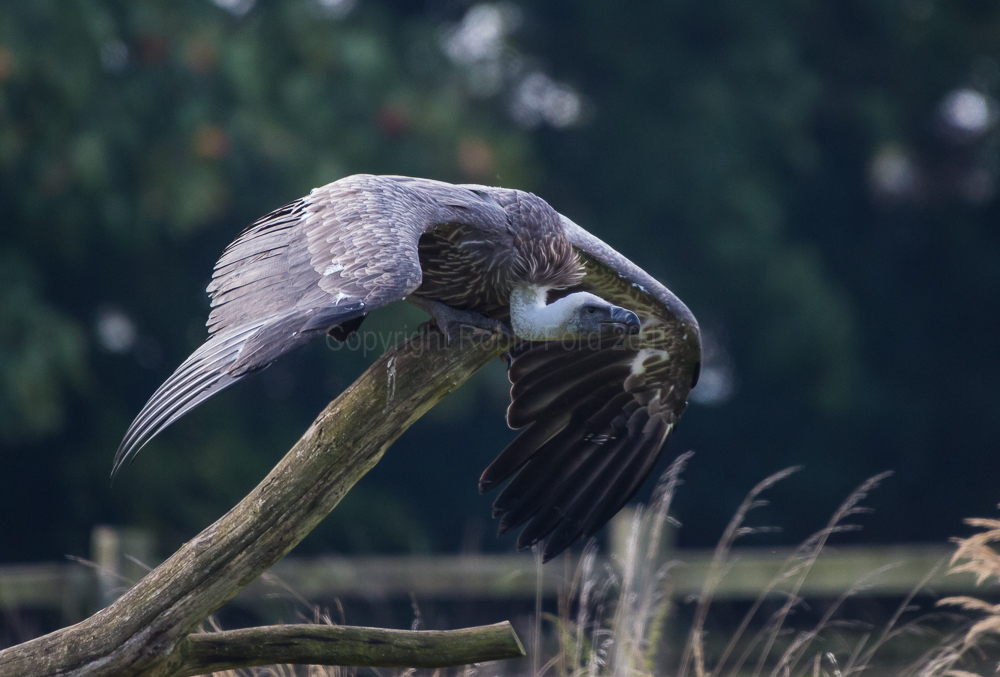 Griffon Vulture