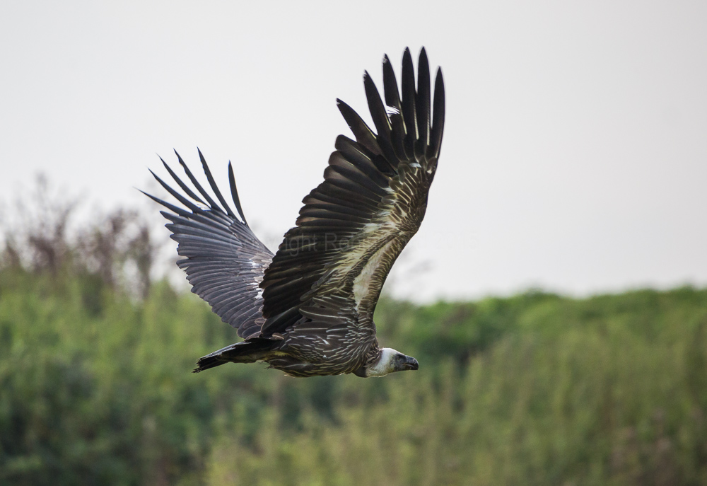 Griffon Vulture