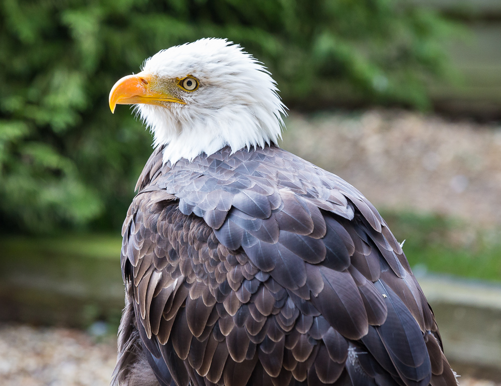 Bald Eagle