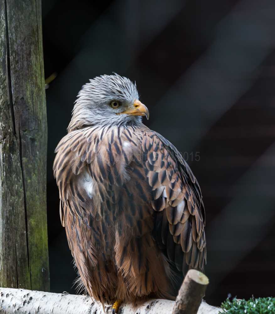 Red Kite