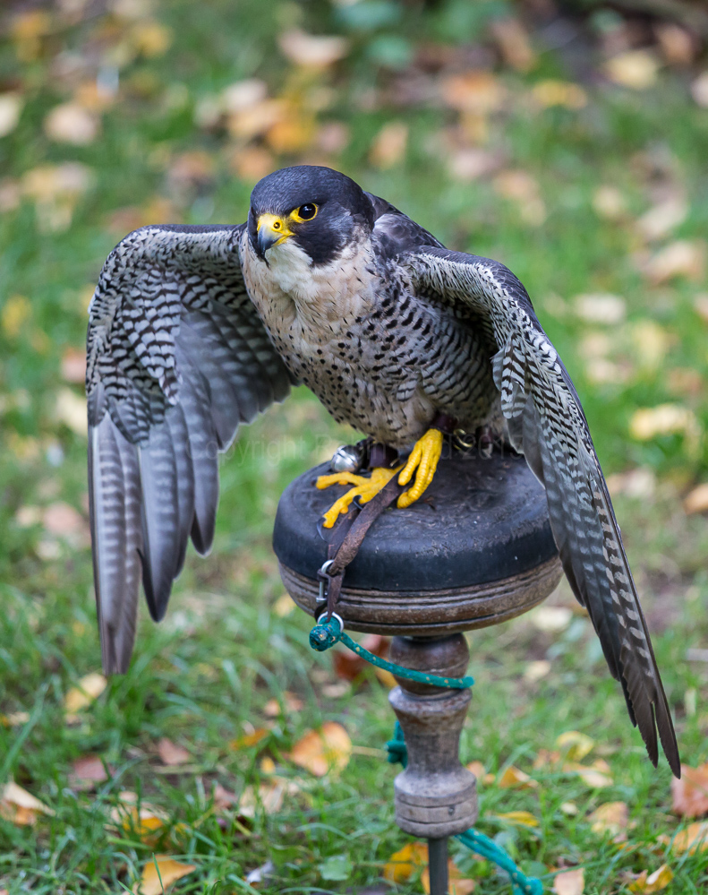 Peregrine Falcon