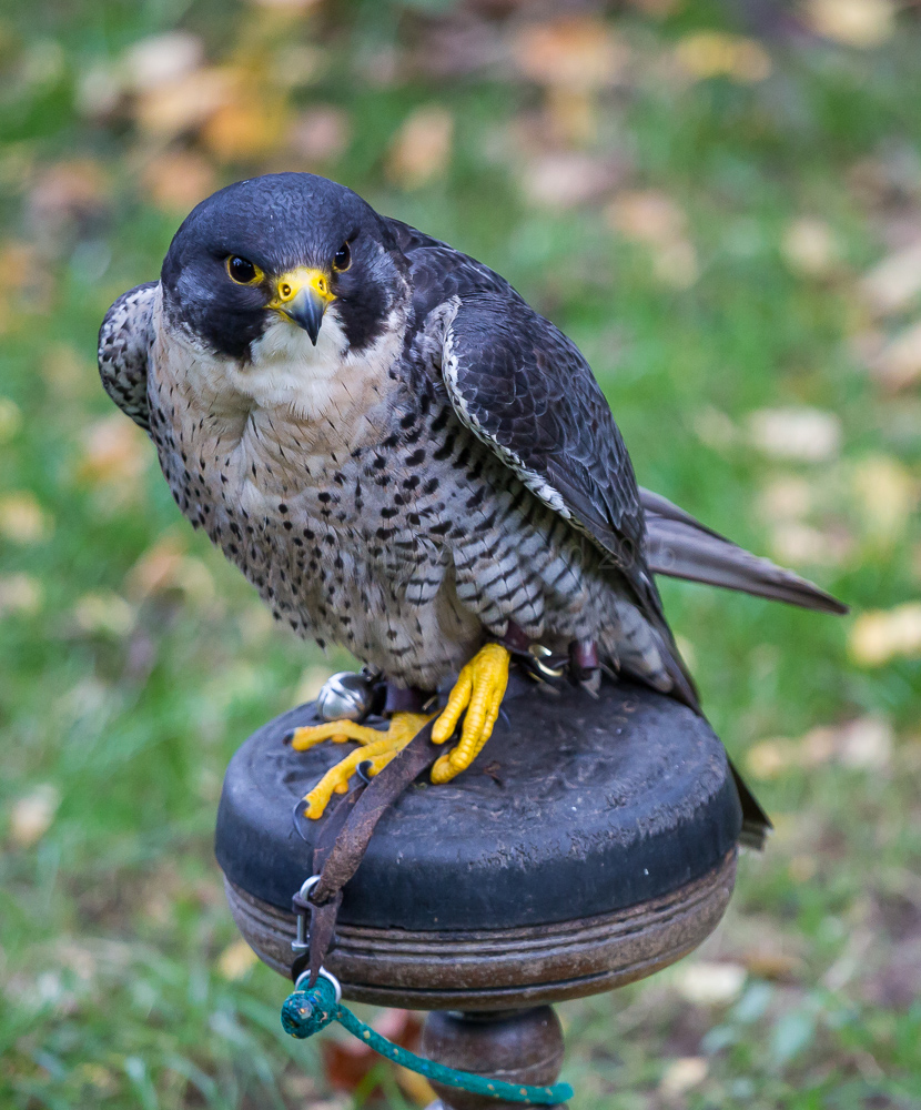 Peregrine Falcon