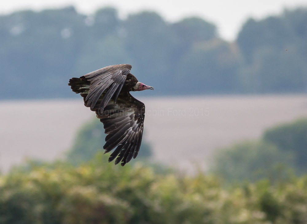 Turkey Buzzard