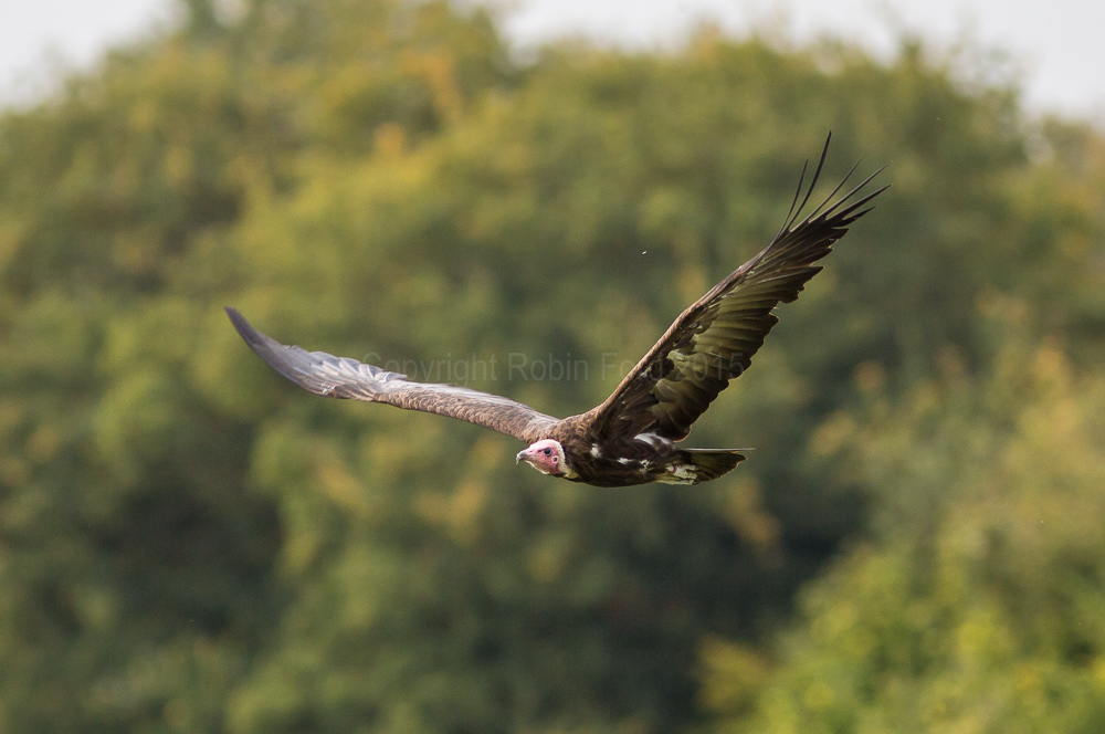 Turkey Buzzard