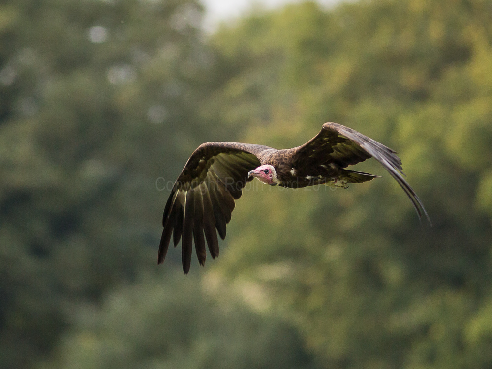 Turkey Buzzard