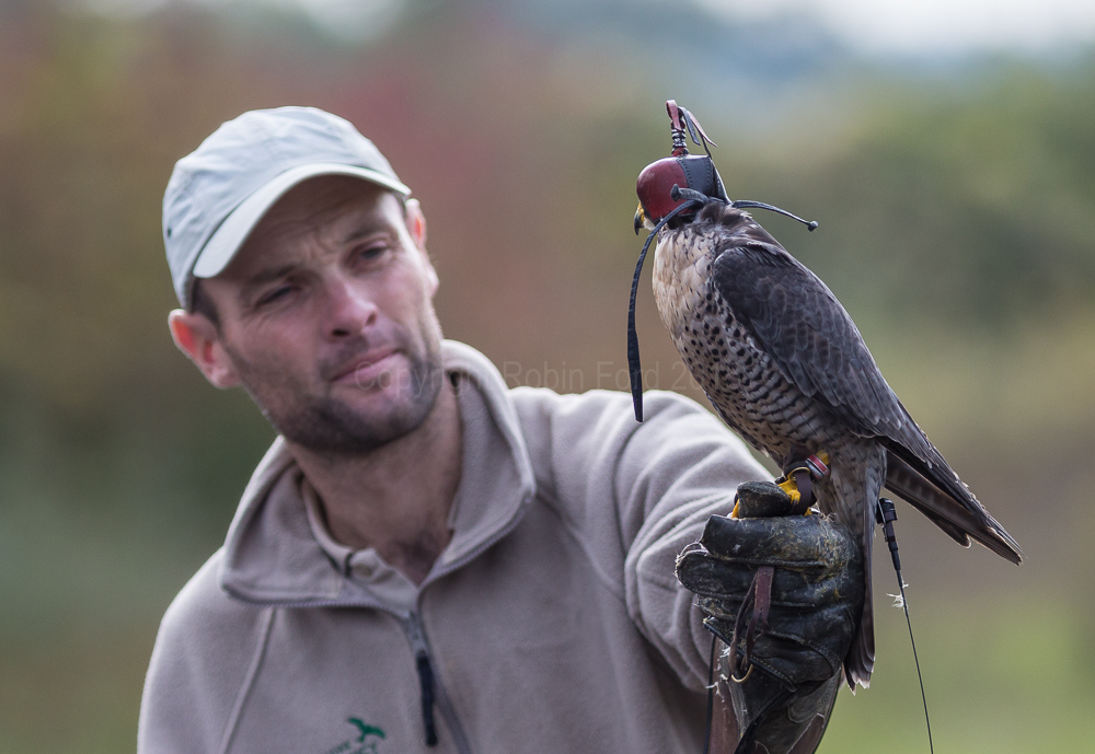 Peregrine Falcon