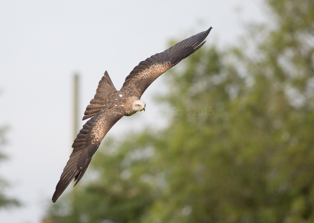 Black Kite