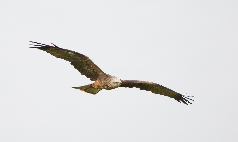 Black Kite