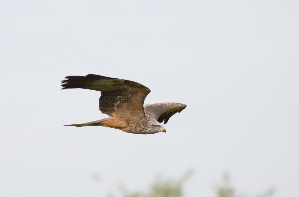 Black Kite
