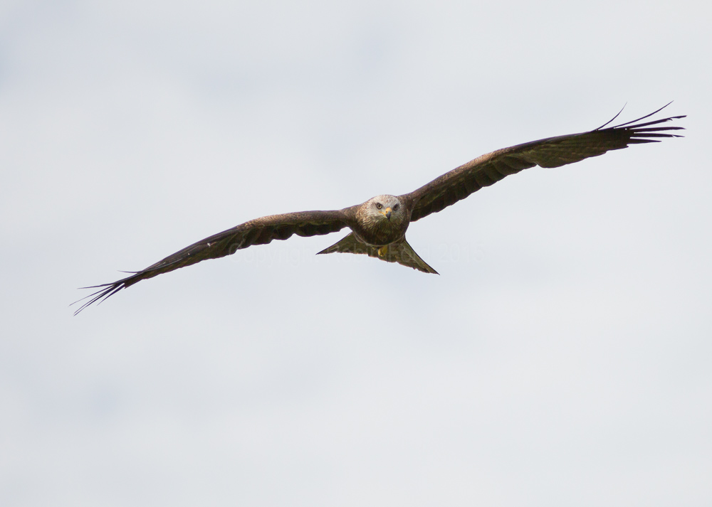 Black Kite