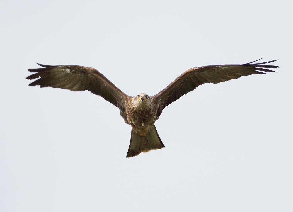 Black Kite