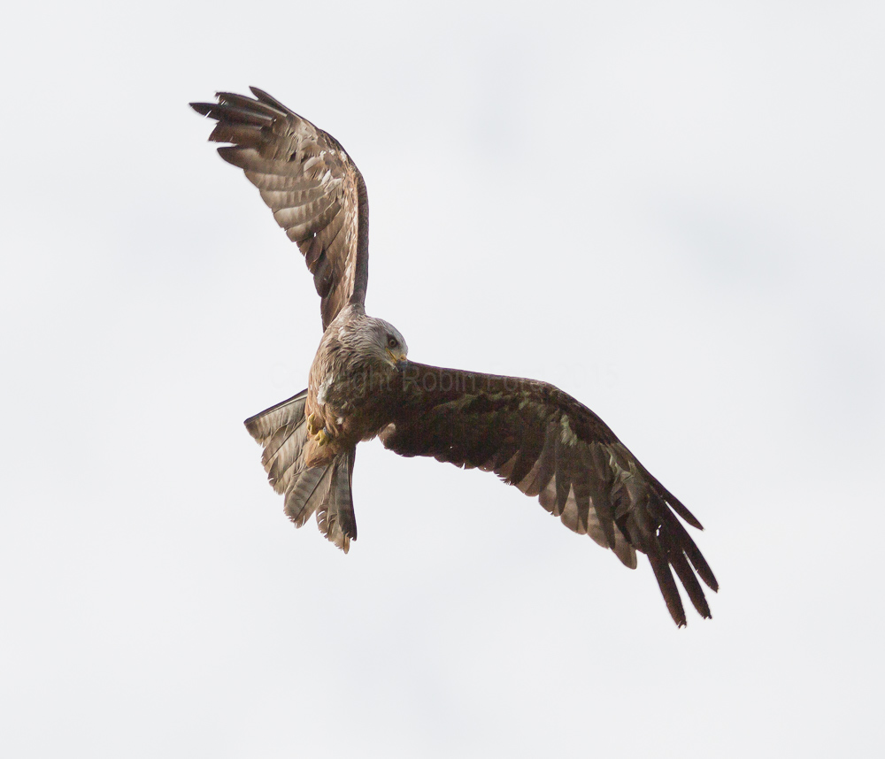 Black Kite
