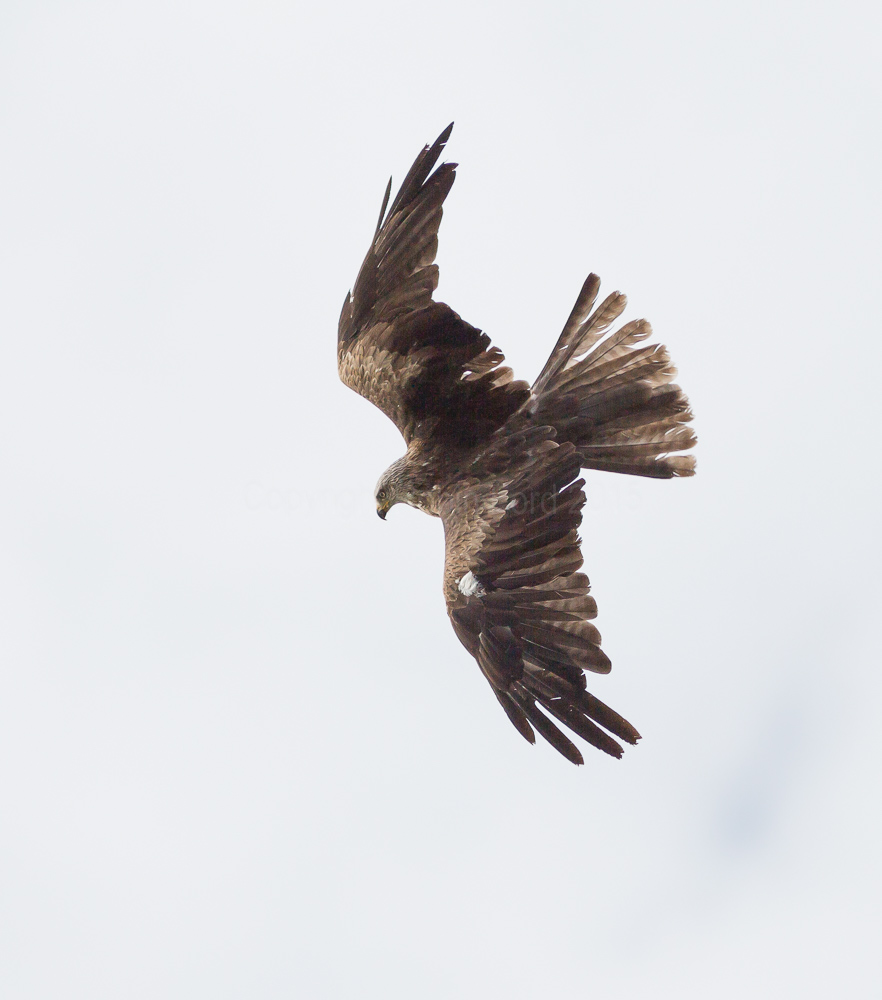 Black Kite