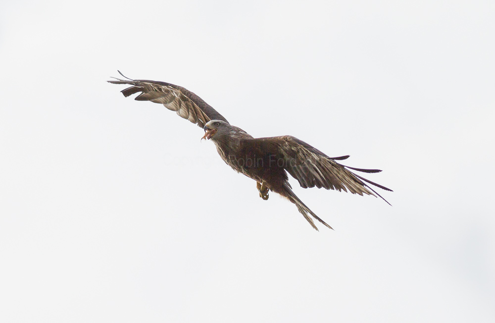 Black Kite