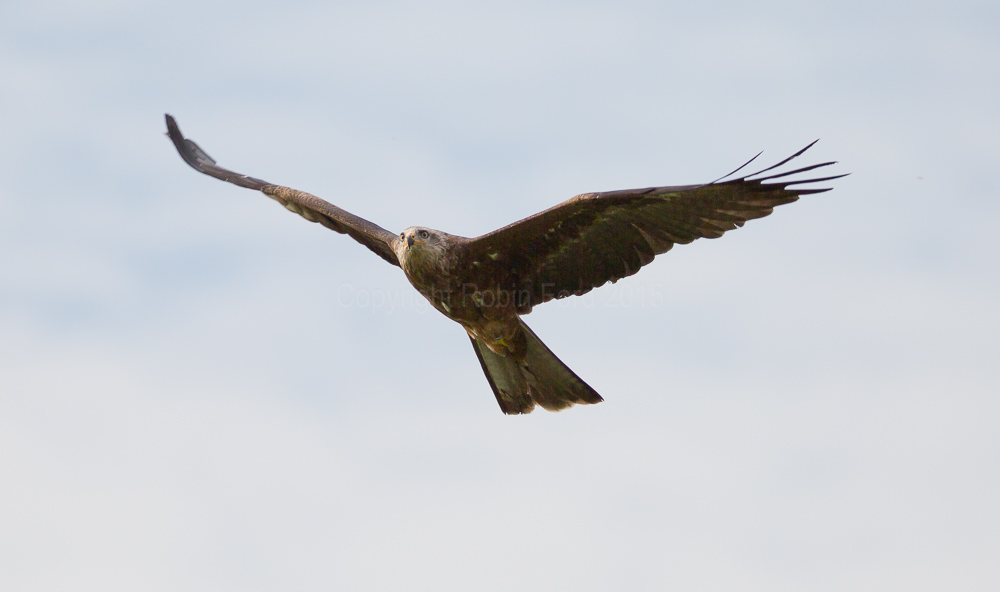 Black Kite