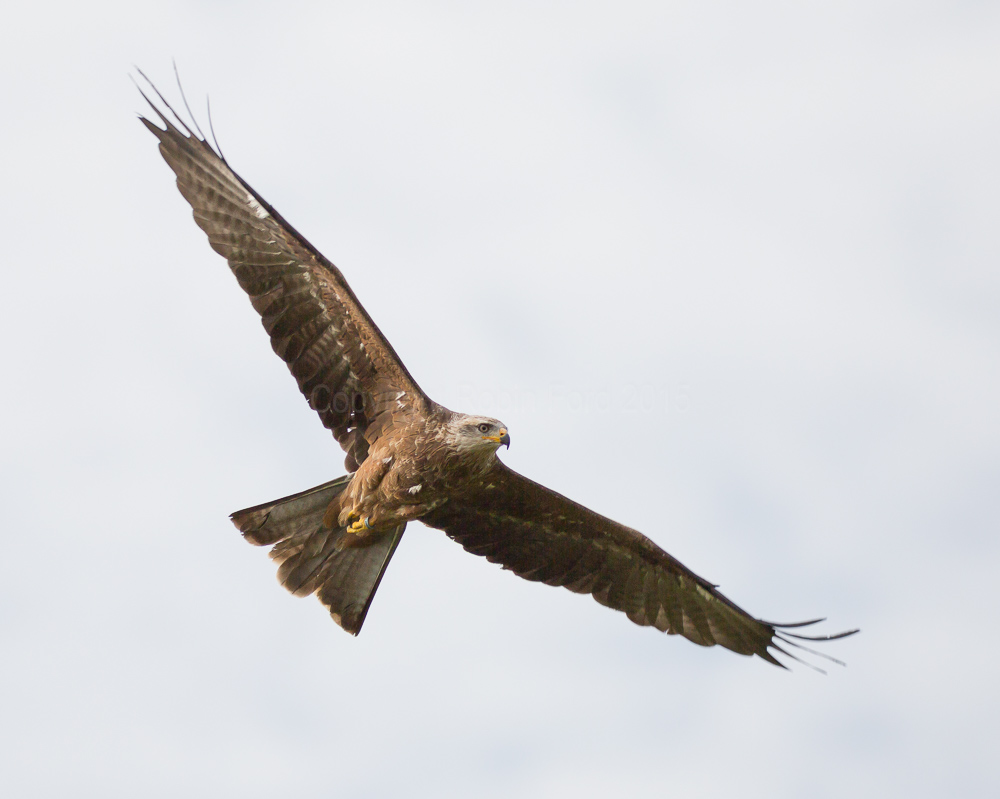 Black Kite