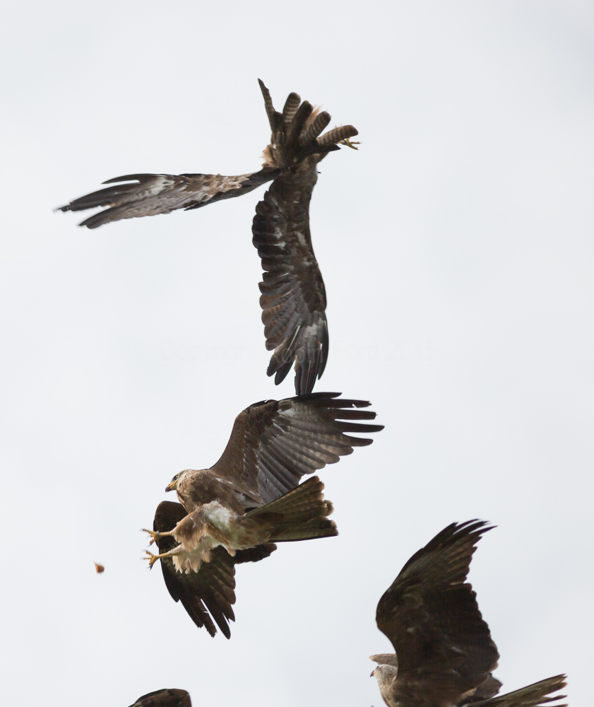 Black Kites