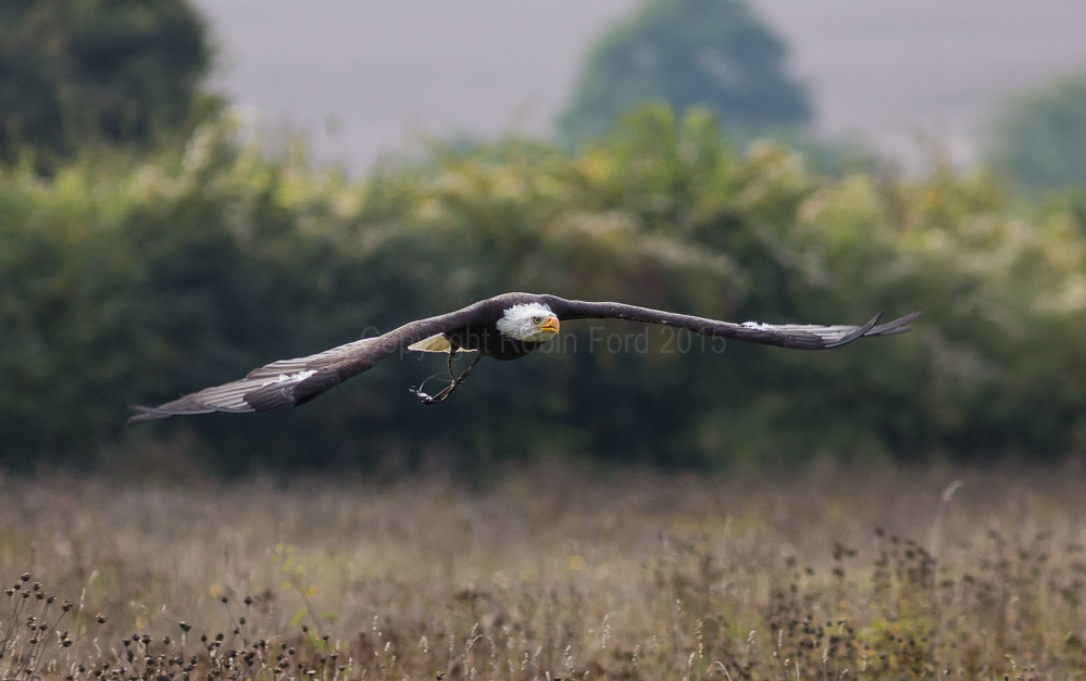 Bald Eagle