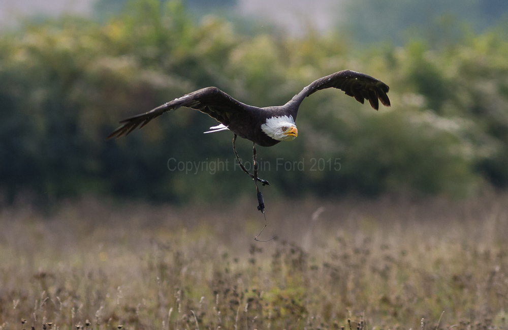 Bald Eagle