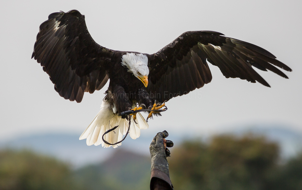 Bald Eagle