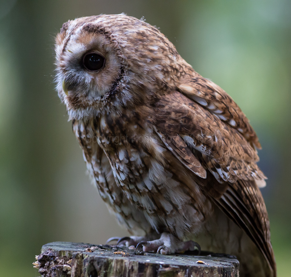 Little Owl