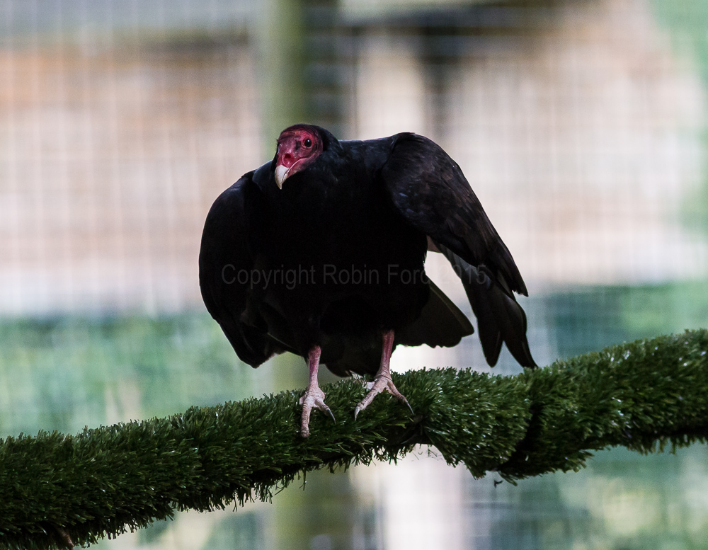 Turkey Buzzard