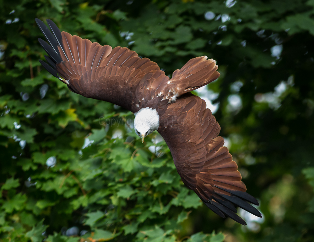Brahminy Kite