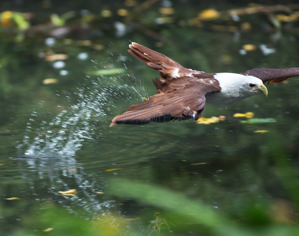 Brahminy Kite