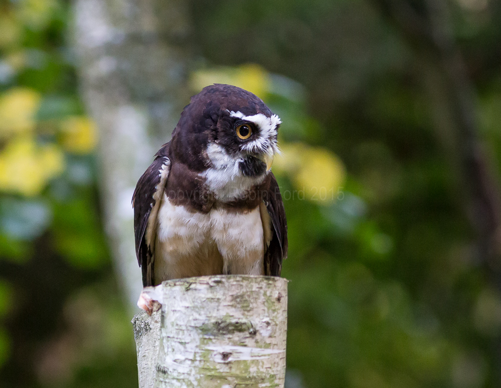 Spectacled Owl