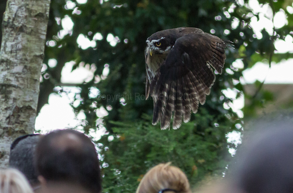 Spectacled Owl
