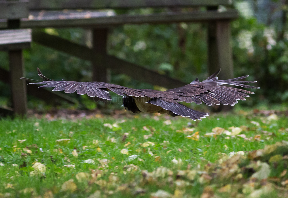 Spectacled Owl