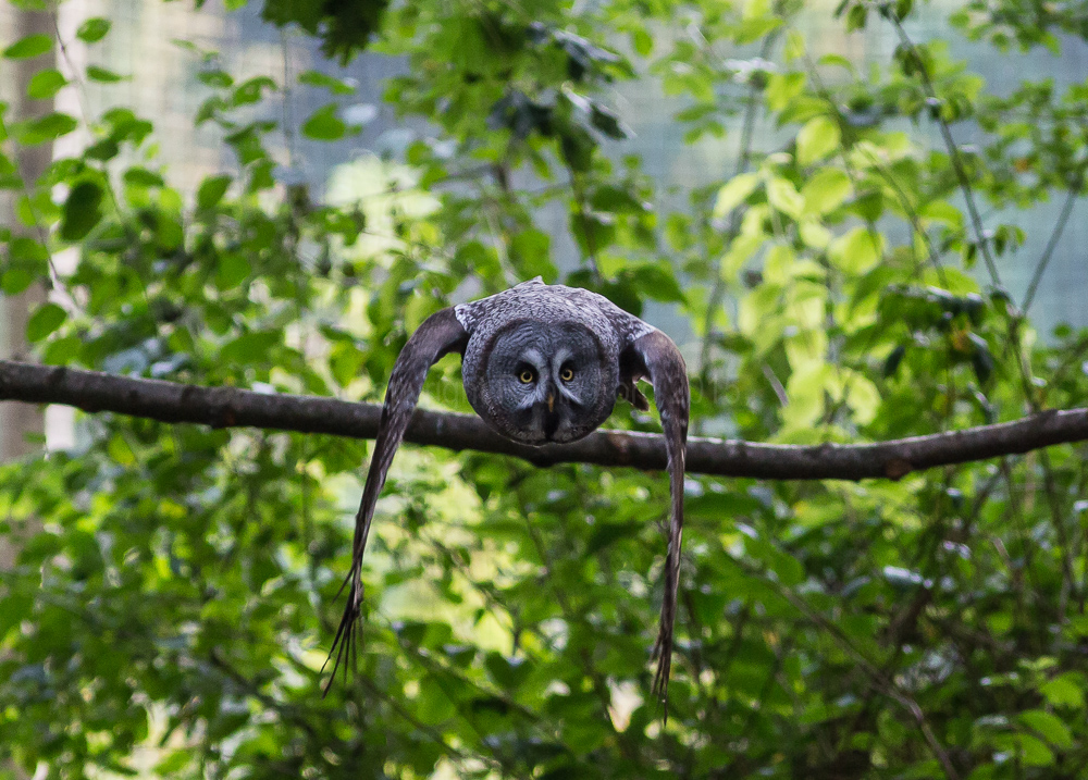 Great Grey Owl