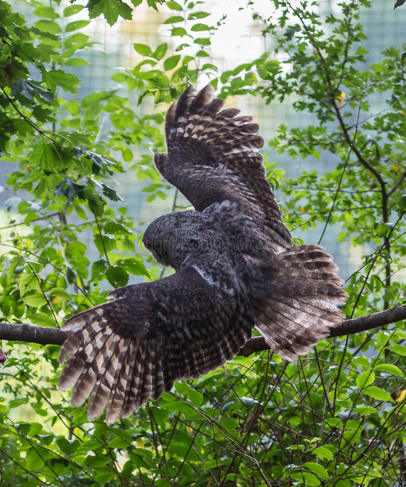 Great Grey Owl