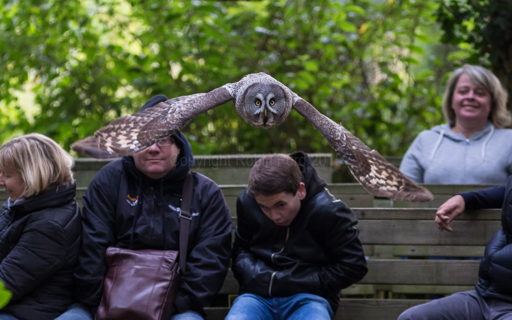 Great Grey Owl