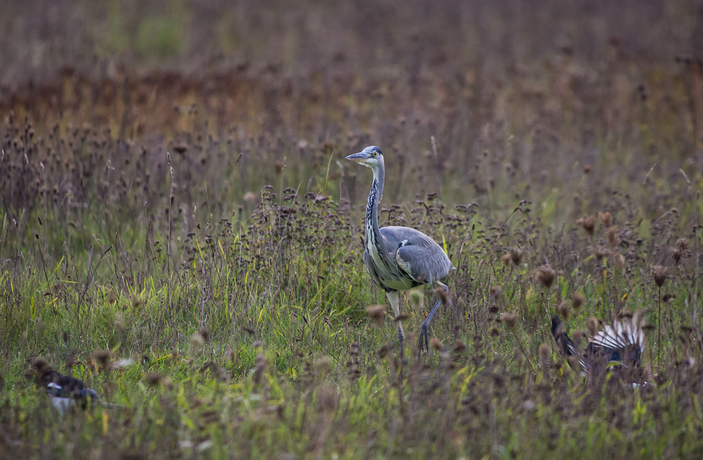 Grey Heron