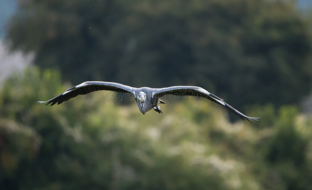 Grey Heron