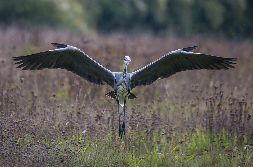 Grey Heron