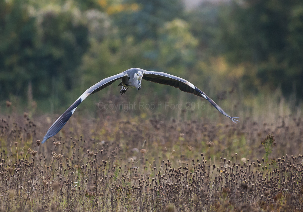 Grey Heron