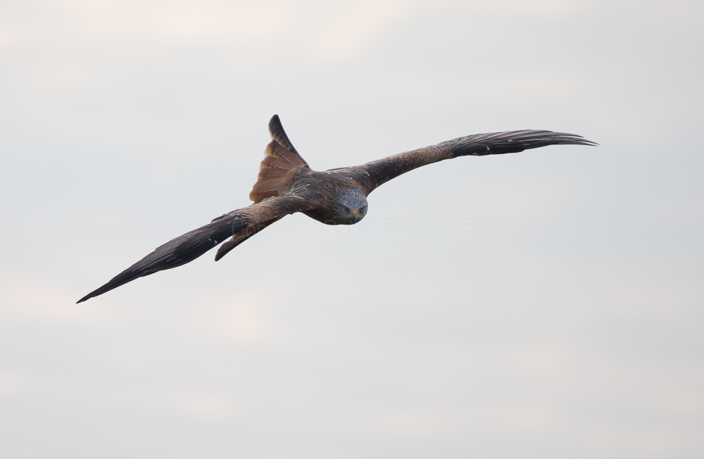 Red Kite