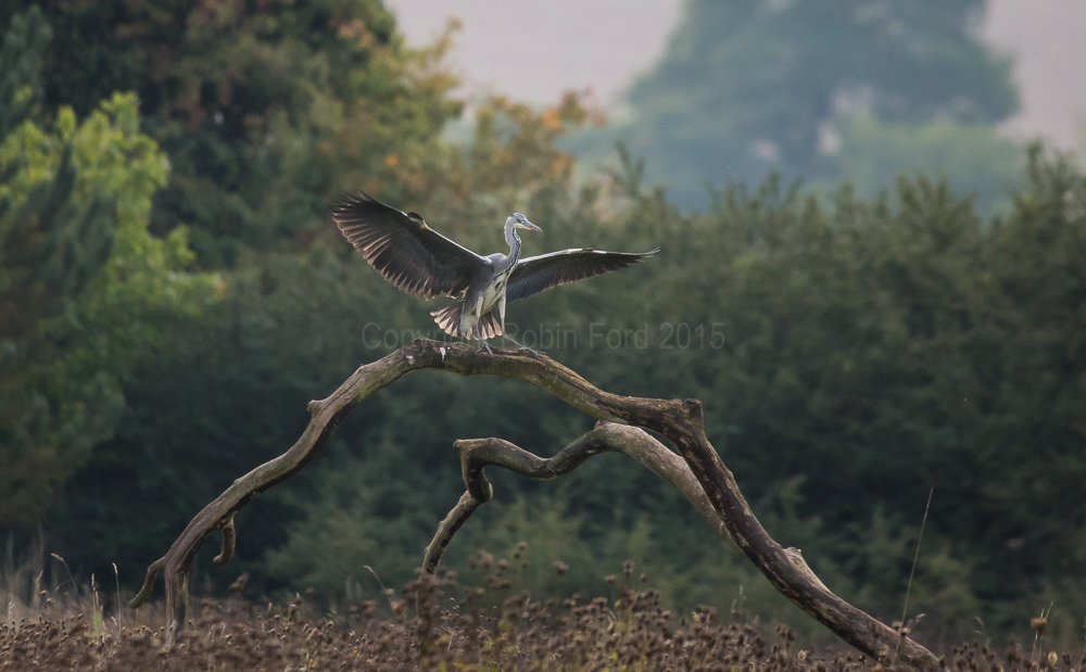 Grey Heron